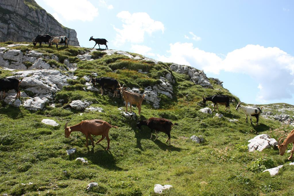 Hotel Alp Bovec Εξωτερικό φωτογραφία